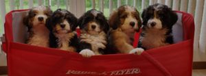 shaneybrook-puppies in wagon