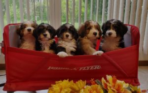shaneybrook-puppies in wagon2