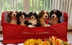 shaneybrook-puppies in wagon3